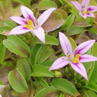 Hypsela reniformis